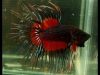 betta-crowntail